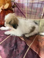 Maggie , a female Bichon Frise and Mal Shi for sale in Viroqua, WI – 10 of 10