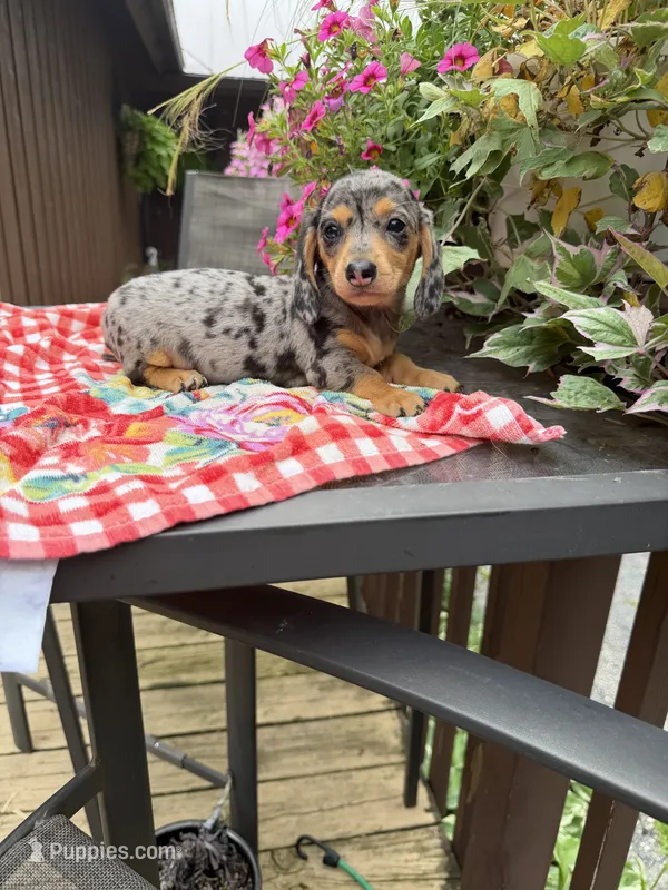 Ángel  – Miniature Dachshund puppy for sale in Viroqua, WI
