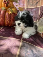 Misty, a female Bichon Frise and Mal Shi for sale in Viroqua, WI – 3 of 8