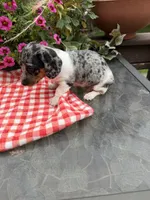 Chanel , a female Miniature Dachshund for sale in Viroqua, WI – 8 of 10
