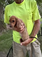 Harvey, a male Miniature Dachshund for sale in Viroqua, WI – 3 of 10