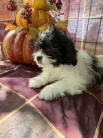 Misty, a female Bichon Frise and Mal Shi for sale in Viroqua, WI – 8 of 8