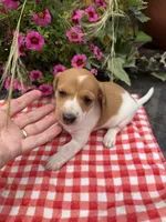 Sugar pop, a female Miniature Dachshund for sale in Viroqua, WI – 2 of 10