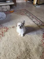 Charlie, a male Shichon for sale in Viroqua, WI – 5 of 5