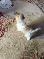 Charlie, a male Shichon for sale in Viroqua, WI – 2 of 5