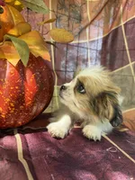 Maggie , a female Bichon Frise and Mal Shi for sale in Viroqua, WI – 3 of 10