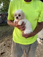 Chanel , a female Maltese and Shih Tzu for sale in Viroqua, WI – 5 of 8