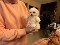 Casper, a male Bichon Frise and Maltese for sale in Viroqua, WI – 3 of 10