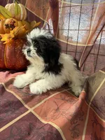 Marley, a male Bichon Frise and Mal Shi for sale in Viroqua, WI – 1 of 7