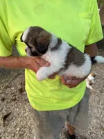 Sofia, a female Maltese and Shih Tzu for sale in Viroqua, WI – 4 of 9