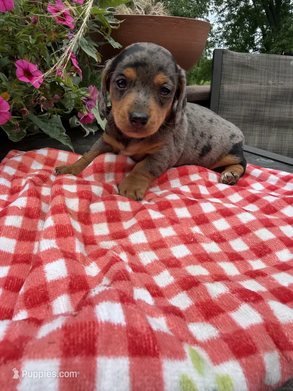 Bridger  – Miniature Dachshund puppy for sale in Viroqua, WI