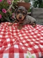 Bridger , a male Miniature Dachshund for sale in Viroqua, WI – 1 of 10