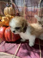 Furbie, a male Bichon Frise and Mal Shi for sale in Viroqua, WI – 3 of 9
