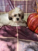 Sara, a female Maltese and Shih Tzu for sale in Viroqua, WI – 10 of 10