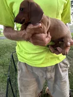 Harold, a male Miniature Dachshund for sale in Viroqua, WI – 3 of 8