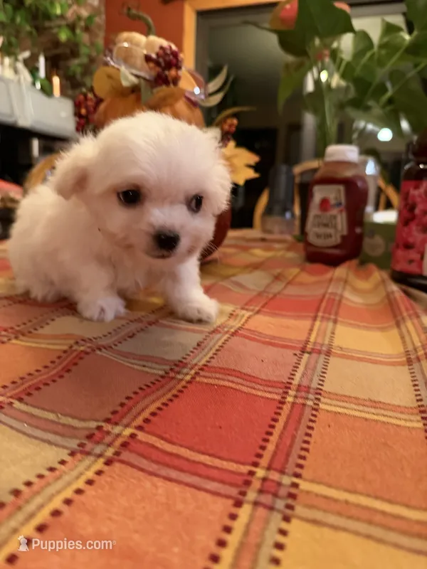 Olaf – Bichon Frise, Maltese puppy for sale in Viroqua, WI