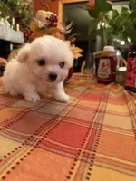 Olaf, a male Bichon Frise and Maltese for sale in Viroqua, WI – 1 of 7