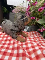 Bridger , a male Miniature Dachshund for sale in Viroqua, WI – 2 of 10