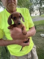 Harold, a male Miniature Dachshund for sale in Viroqua, WI – 6 of 8