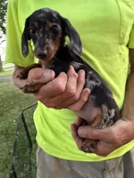 Wendy, a female Miniature Dachshund for sale in Viroqua, WI – 5 of 10