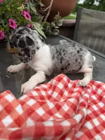 Chanel , a female Miniature Dachshund for sale in Viroqua, WI – 2 of 10
