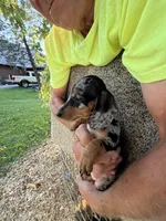 Fancy, a female Miniature Dachshund for sale in Viroqua, WI – 10 of 10