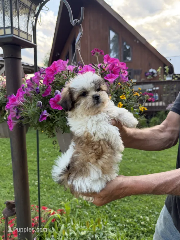 Bobby – Shichon puppy for sale in Viroqua, WI