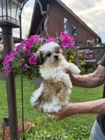 Bobby, a male Shichon for sale in Viroqua, WI – 1 of 5