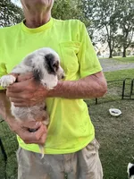 Helen, a female Miniature Dachshund for sale in Viroqua, WI – 9 of 10