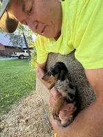 Fancy, a female Miniature Dachshund for sale in Viroqua, WI – 9 of 10
