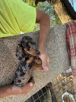 Fancy, a female Miniature Dachshund for sale in Viroqua, WI – 3 of 10