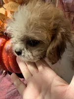 Furbie, a male Bichon Frise and Mal Shi for sale in Viroqua, WI – 5 of 9
