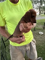 Hannah, a male Miniature Dachshund for sale in Viroqua, WI – 5 of 8