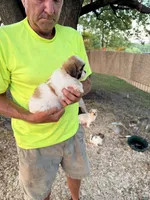 Sara, a female Maltese and Shih Tzu for sale in Viroqua, WI – 2 of 7