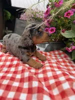 Bridger , a male Miniature Dachshund for sale in Viroqua, WI – 5 of 10