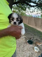 Sofia, a female Maltese and Shih Tzu for sale in Viroqua, WI – 8 of 9