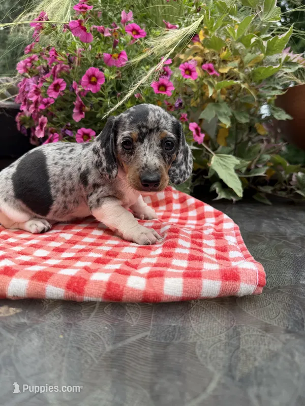 Chanel  – Miniature Dachshund puppy for sale in Viroqua, WI