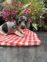 Chanel , a female Miniature Dachshund for sale in Viroqua, WI – 1 of 10