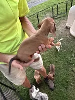 Harold, a male Miniature Dachshund for sale in Viroqua, WI – 2 of 8