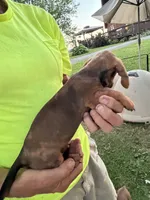 Hannah, a male Miniature Dachshund for sale in Viroqua, WI – 2 of 8