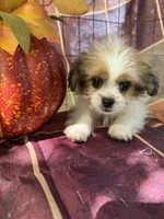 Maggie , a female Bichon Frise and Mal Shi for sale in Viroqua, WI – 6 of 10