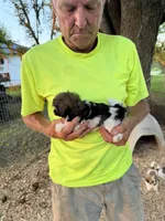 Tina, a female Shichon for sale in Viroqua, WI – 5 of 5