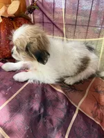 Maggie , a female Bichon Frise and Mal Shi for sale in Viroqua, WI – 7 of 10