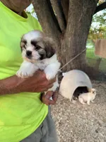 Sofia, a female Maltese and Shih Tzu for sale in Viroqua, WI – 9 of 9