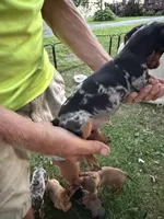 Wendy, a female Miniature Dachshund for sale in Viroqua, WI – 8 of 10