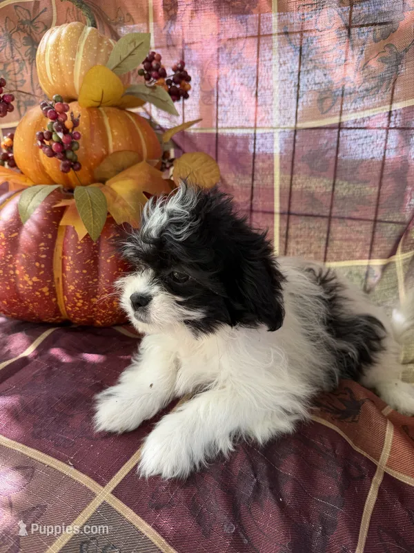 Misty – Bichon Frise, Mal Shi puppy for sale in Viroqua, WI