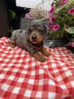 Bridger , a male Miniature Dachshund for sale in Viroqua, WI – 4 of 10