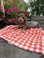 Ángel , a female Miniature Dachshund for sale in Viroqua, WI – 7 of 10