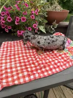 Ángel , a female Miniature Dachshund for sale in Viroqua, WI – 5 of 10