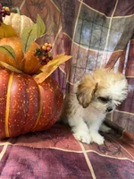 Furbie, a male Bichon Frise and Mal Shi for sale in Viroqua, WI – 9 of 9